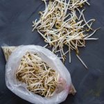 How To Keep Mung Bean Sprouts Fresh Longer ?