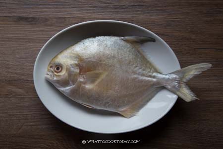 White pomfret